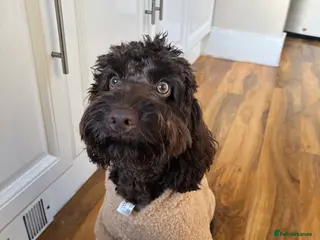 Cockapoo dogs Miniature Chocolate Cockapoo - 10 Months - Advert 2