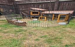 Guinea Pig rodents for sale: Moving House - Not with Piggies  - Image 6