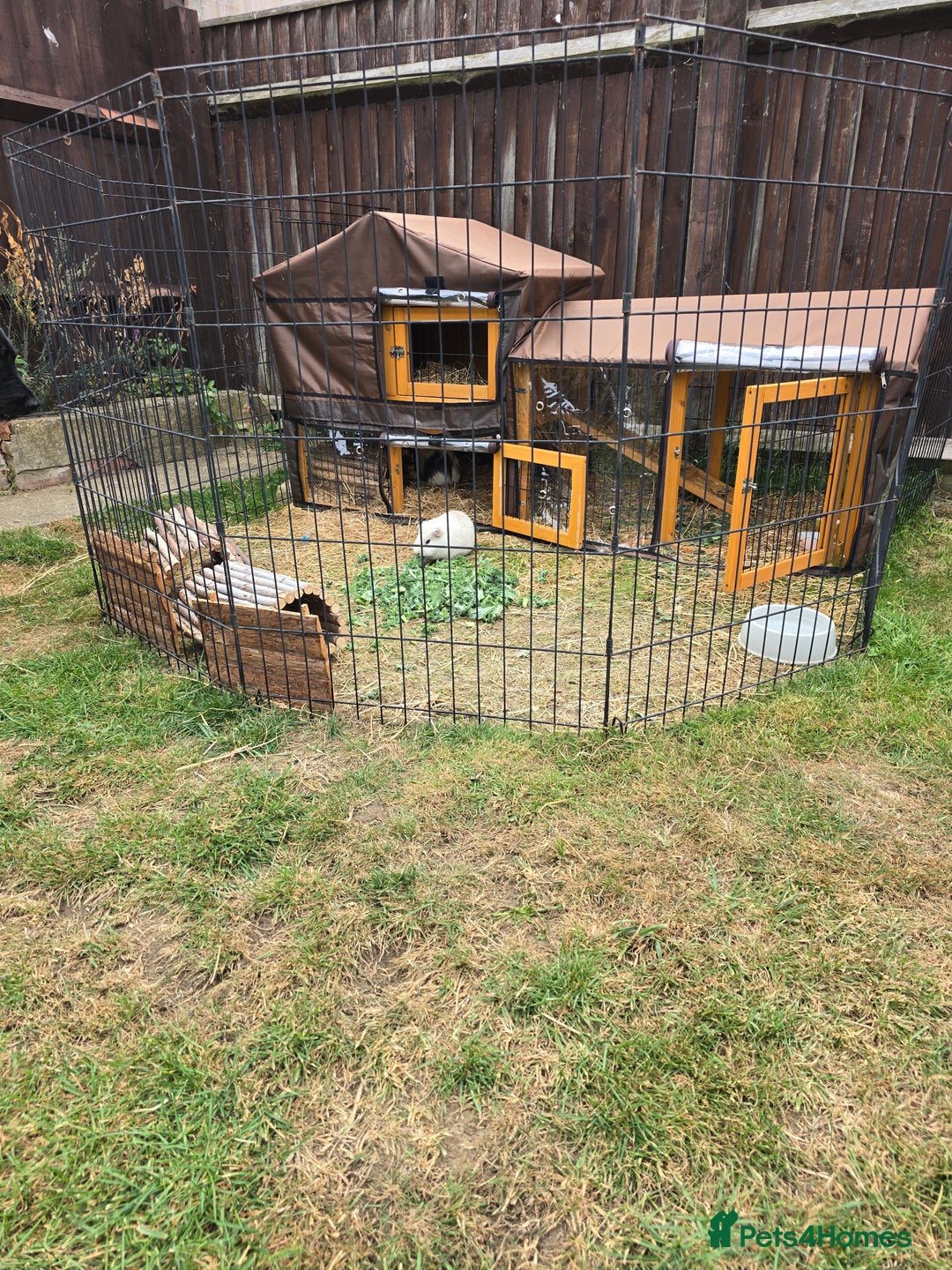 Guinea Pig rodents for sale: Moving House - Not with Piggies  - Image 6