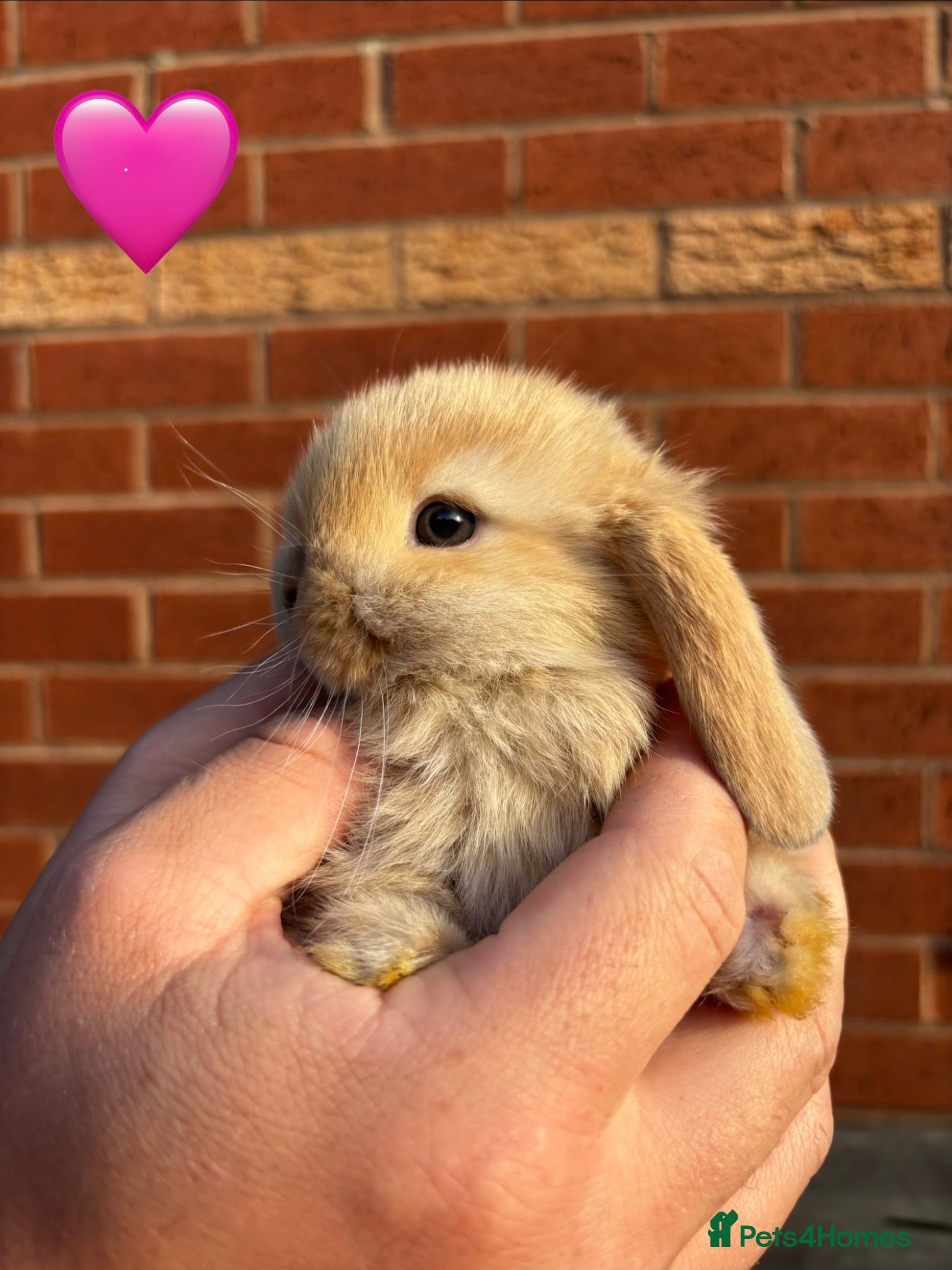 Mini Lop rabbits 🐰 Adorable Mini Lops 🐰  - Advert 4