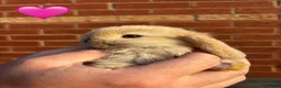 Mini Lop rabbits for sale: 🐰 Adorable Mini Lops 🐰  - Advert 1