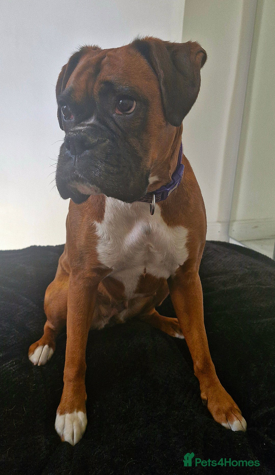 Boxer dogs for sale: Gorgeous Litter of 9 KC Registered Boxer Puppies - Image 23