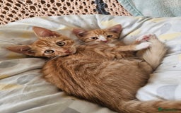 Domestic Shorthair cats for sale: Two ginger brothers  - Image 2