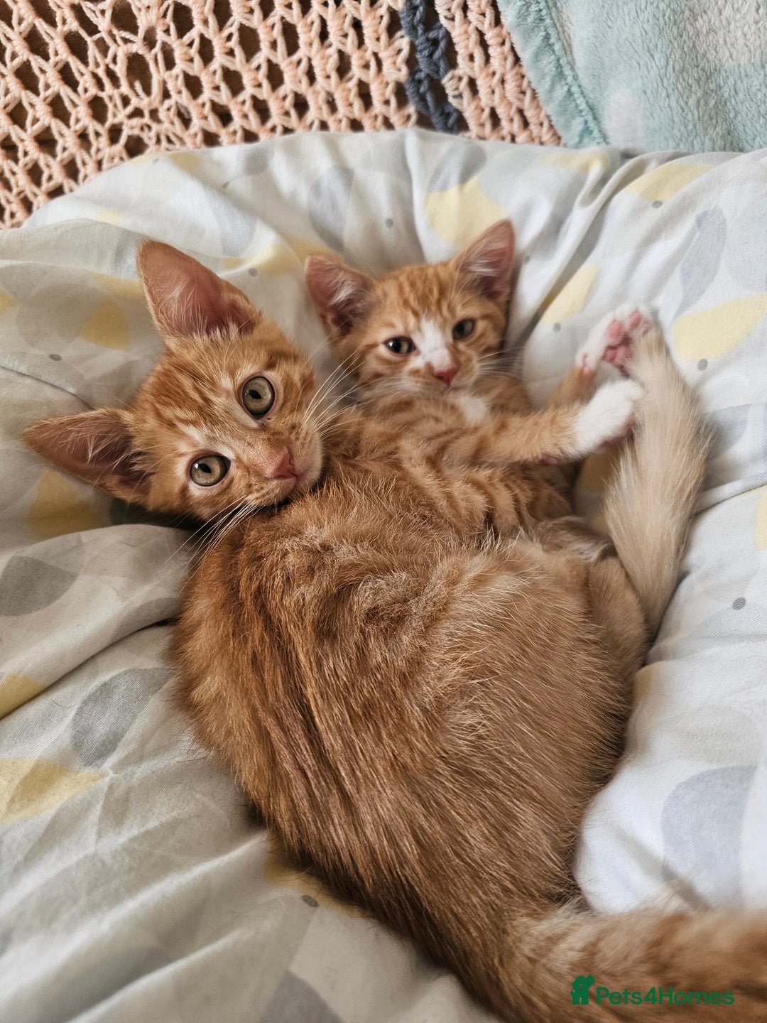 Domestic Shorthair cats for sale: Two ginger brothers  - Image 2