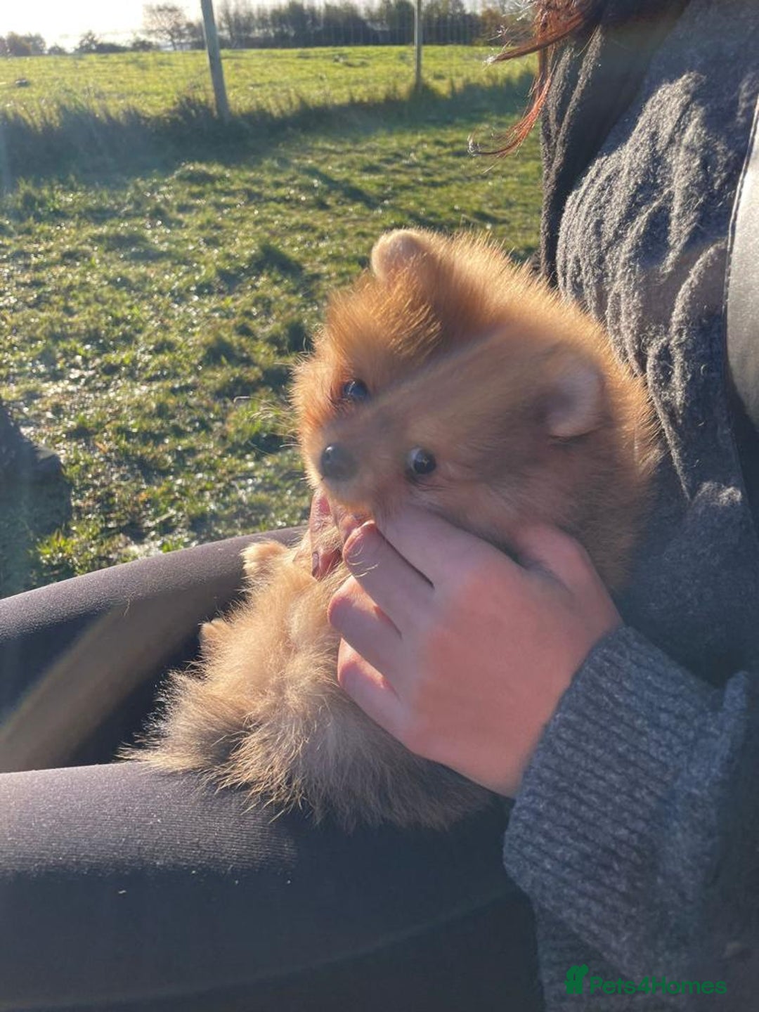 Pomeranian dogs for stud: Orange Pomeranian KC Registered CHAMPION Bloodline in Manchester - Advert 5