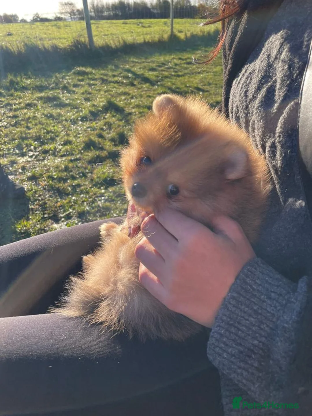 Pomeranian dogs for stud: Orange Pomeranian KC Registered CHAMPION Bloodline in Manchester - Advert 5