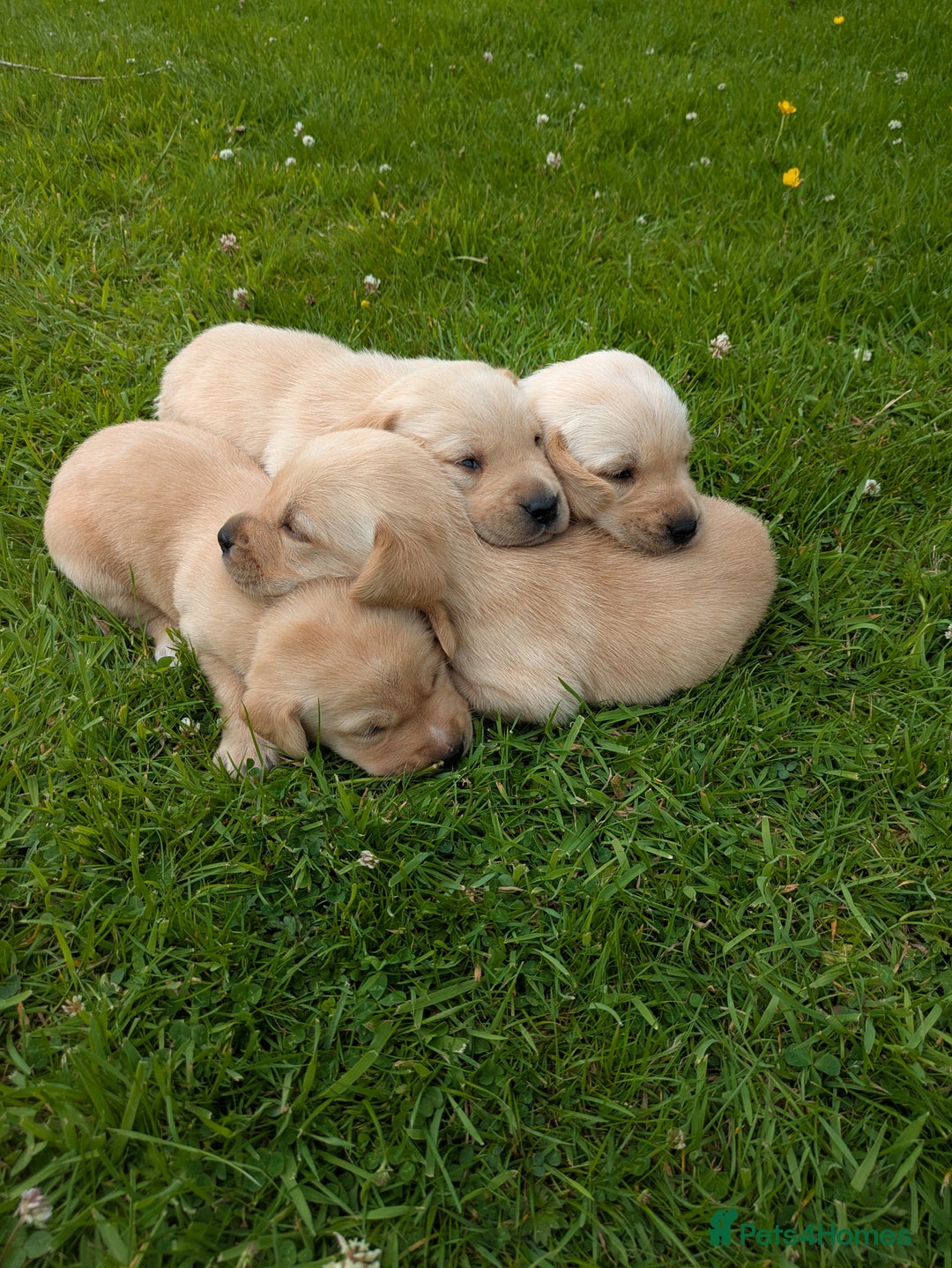Labrador Retriever dogs for sale: Healthy Adorable kC registered Labrador puppies  - Image 4