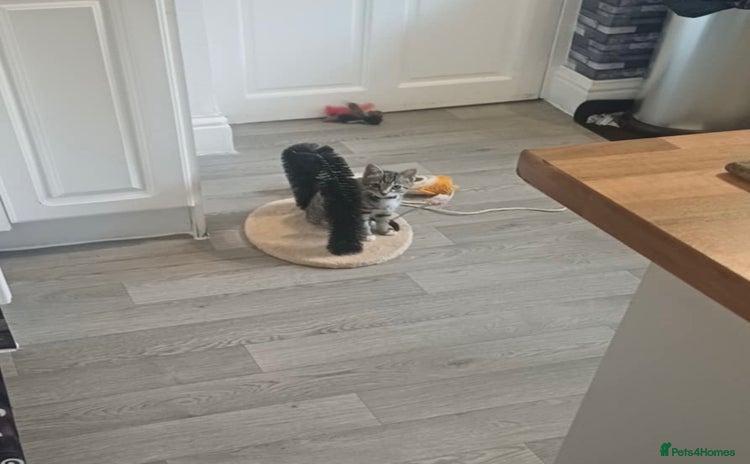 Domestic Shorthair cats - Advert 20