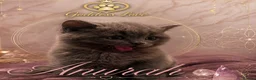 British Shorthair cats for sale: The Most Beautiful Angel on Earth🌸Pedigree BHS - Advert 35