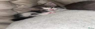 Fluffy Grey and white tabby female