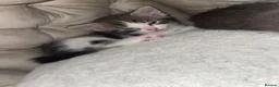Mixed Breed cats for sale: 3 female kittens  - Advert 8