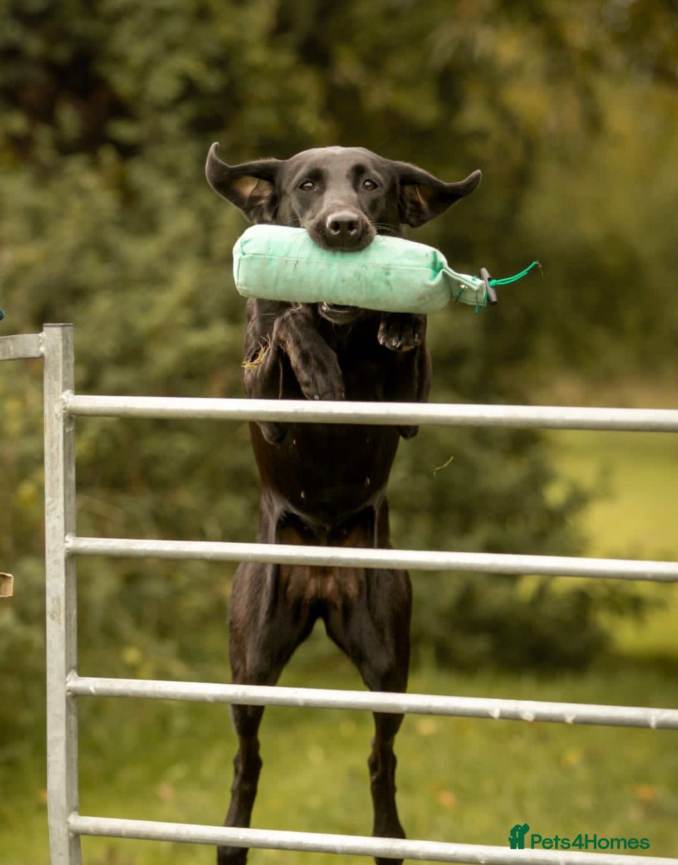 Labrador Retriever dogs for sale: Well-bred, health-tested Labrador Retriever - Advert 1