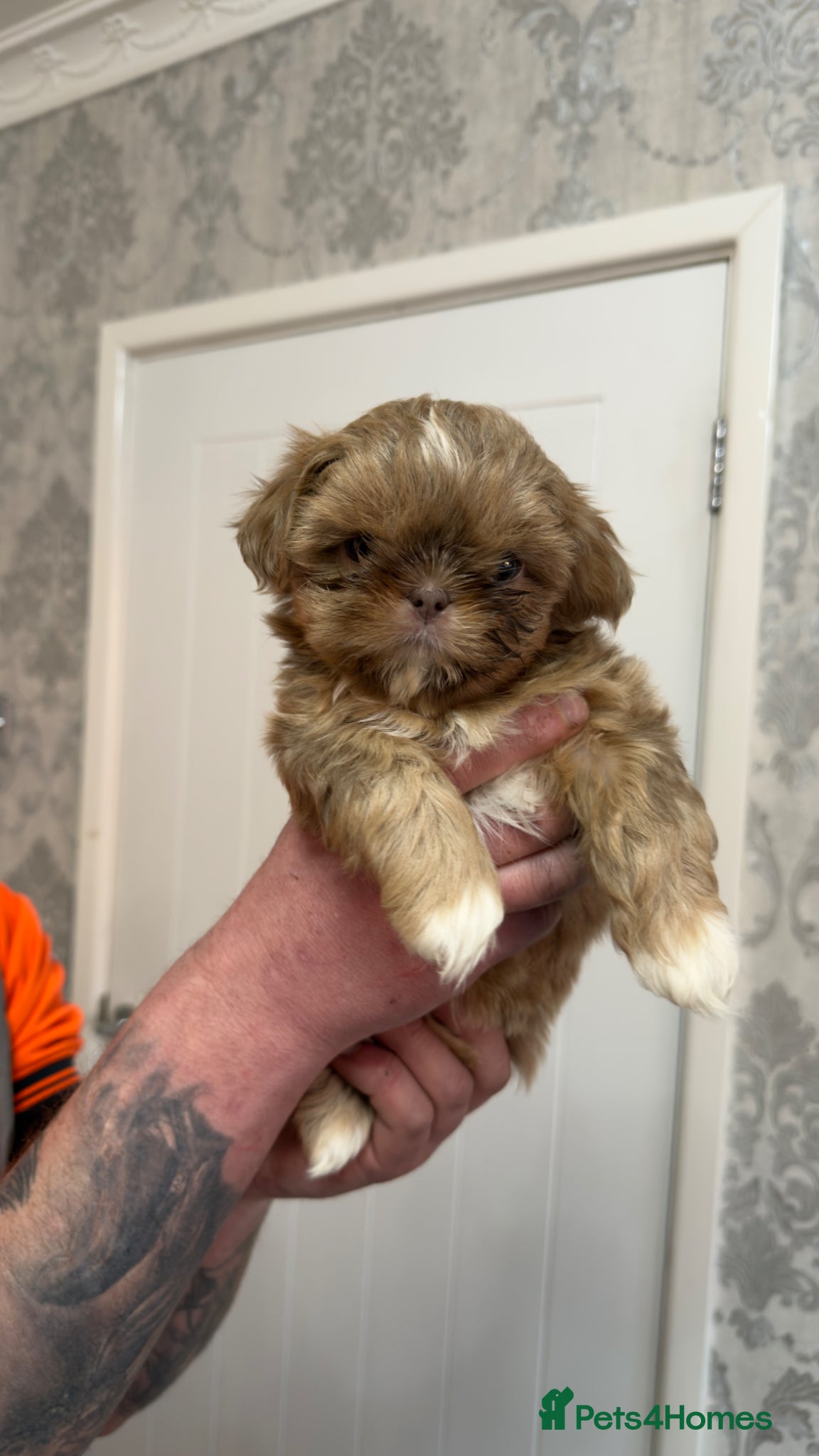 Shih Tzu dogs Stunning Imperial Shih Tzus  - Advert 1