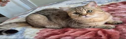 British Shorthair cats for sale: Stunning Black Golden BSH boy 💥 - Advert 7