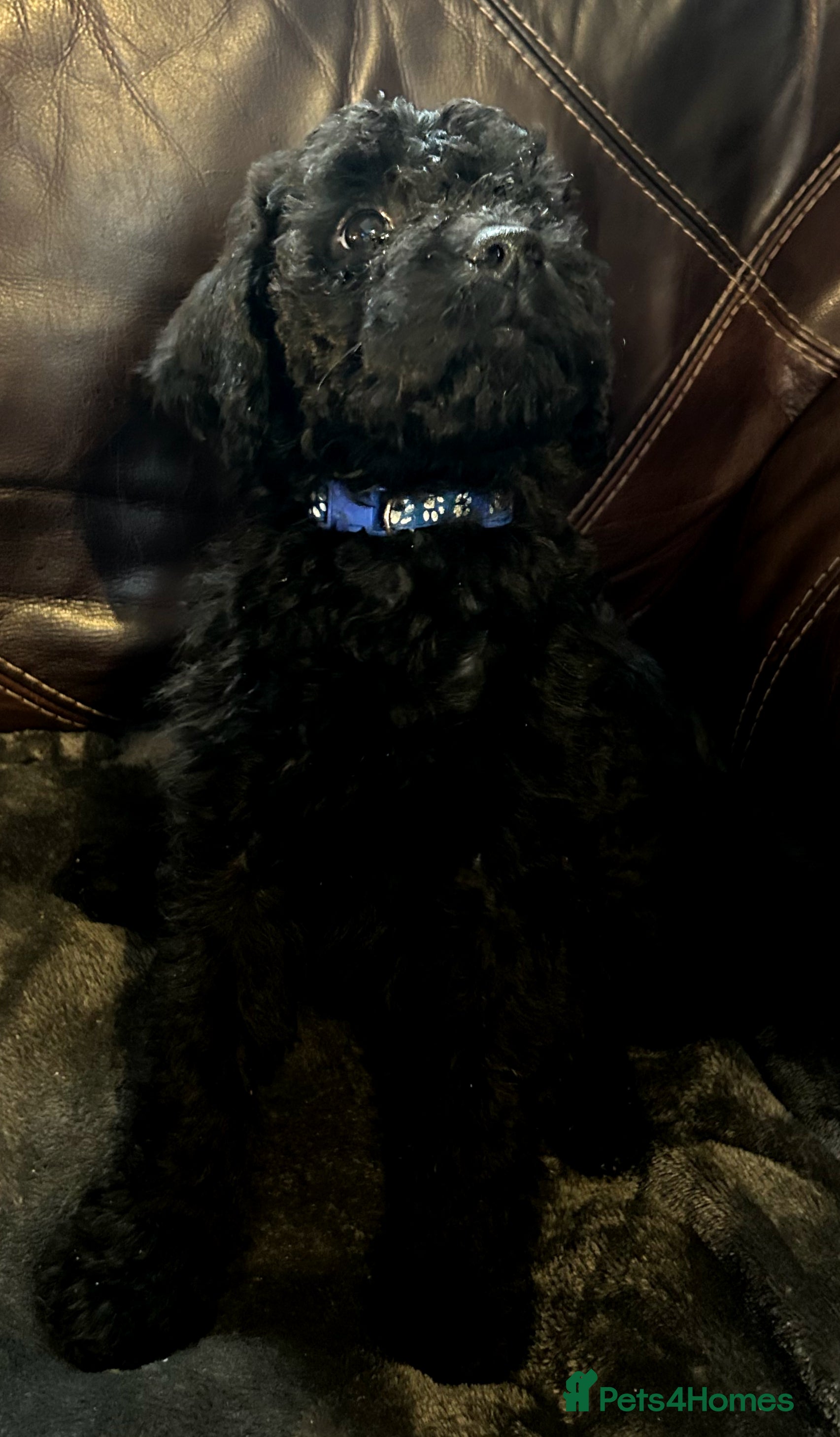 Labradoodle dogs stunning F2 labradoodle puppies... Available now - Advert 7