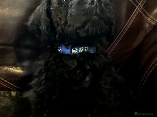 Labradoodle dogs stunning F2 labradoodle puppies... Available now - Advert 7