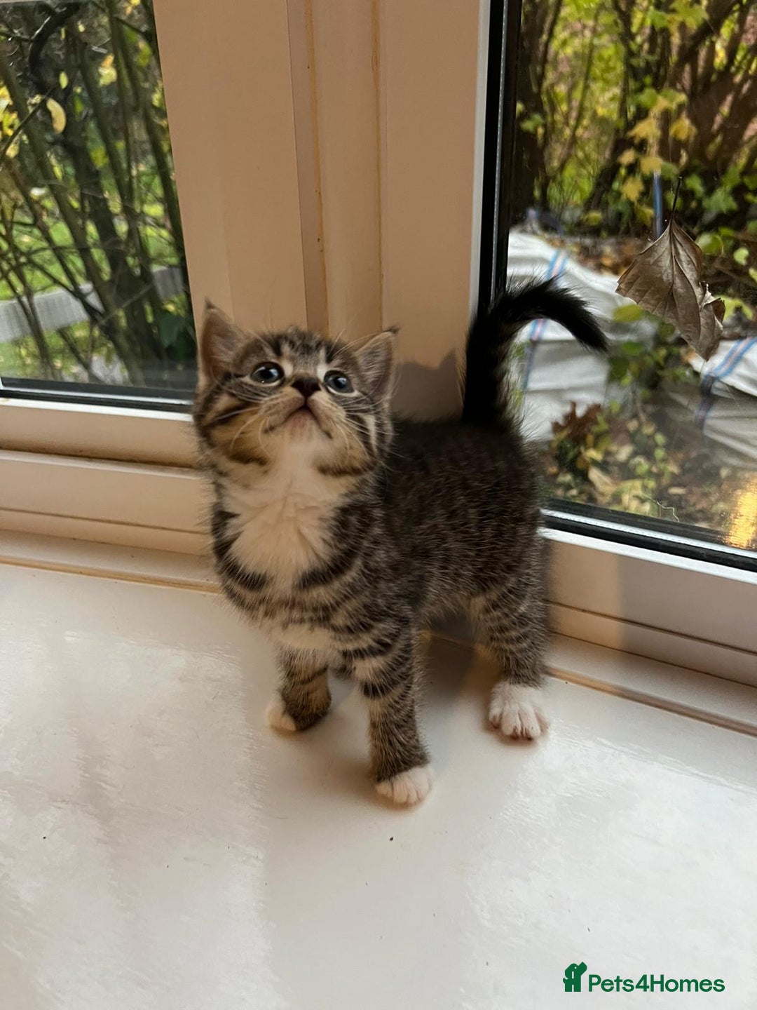 Maine Coon cats for sale: Little Half Main Coons - Advert 25