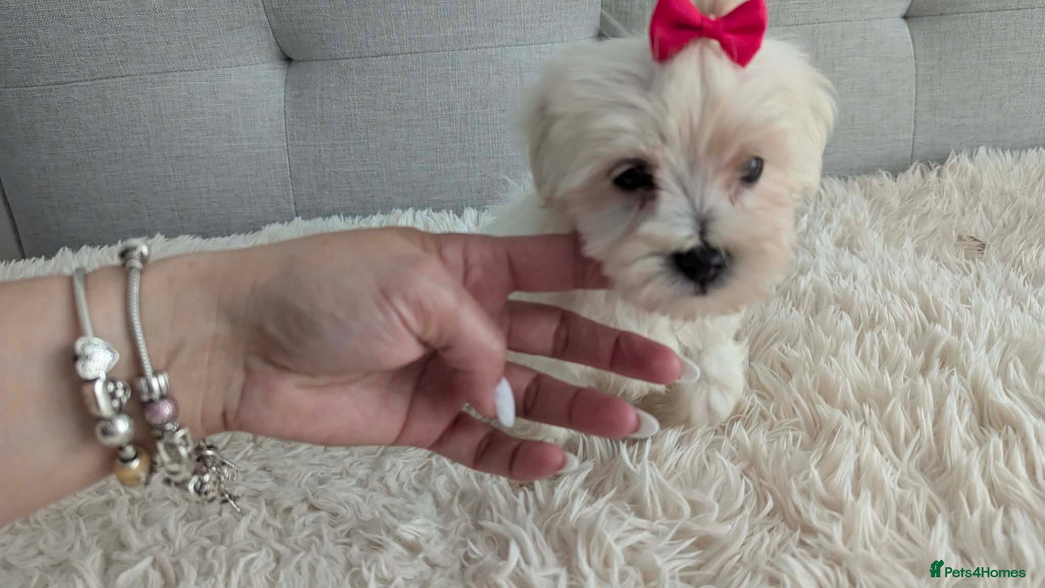 Maltipoo dogs Dominic C - Advert 2