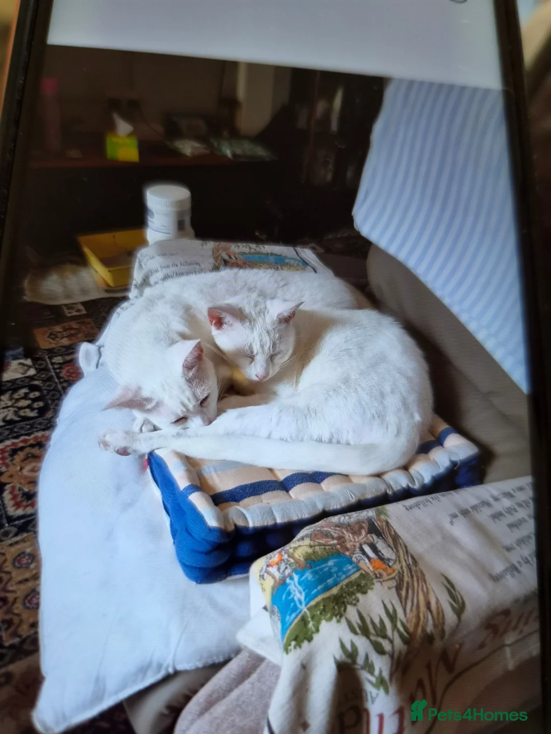 Mixed Breed cats for sale: Cats forever home in Burnley - Advert 2