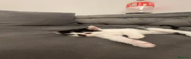 American Shorthair 6