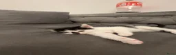 American Shorthair cats for sale: 🐾 6 BEAUTIFUL AMERICAN SHORTHAIR KITTENS 🐾 - Advert 9