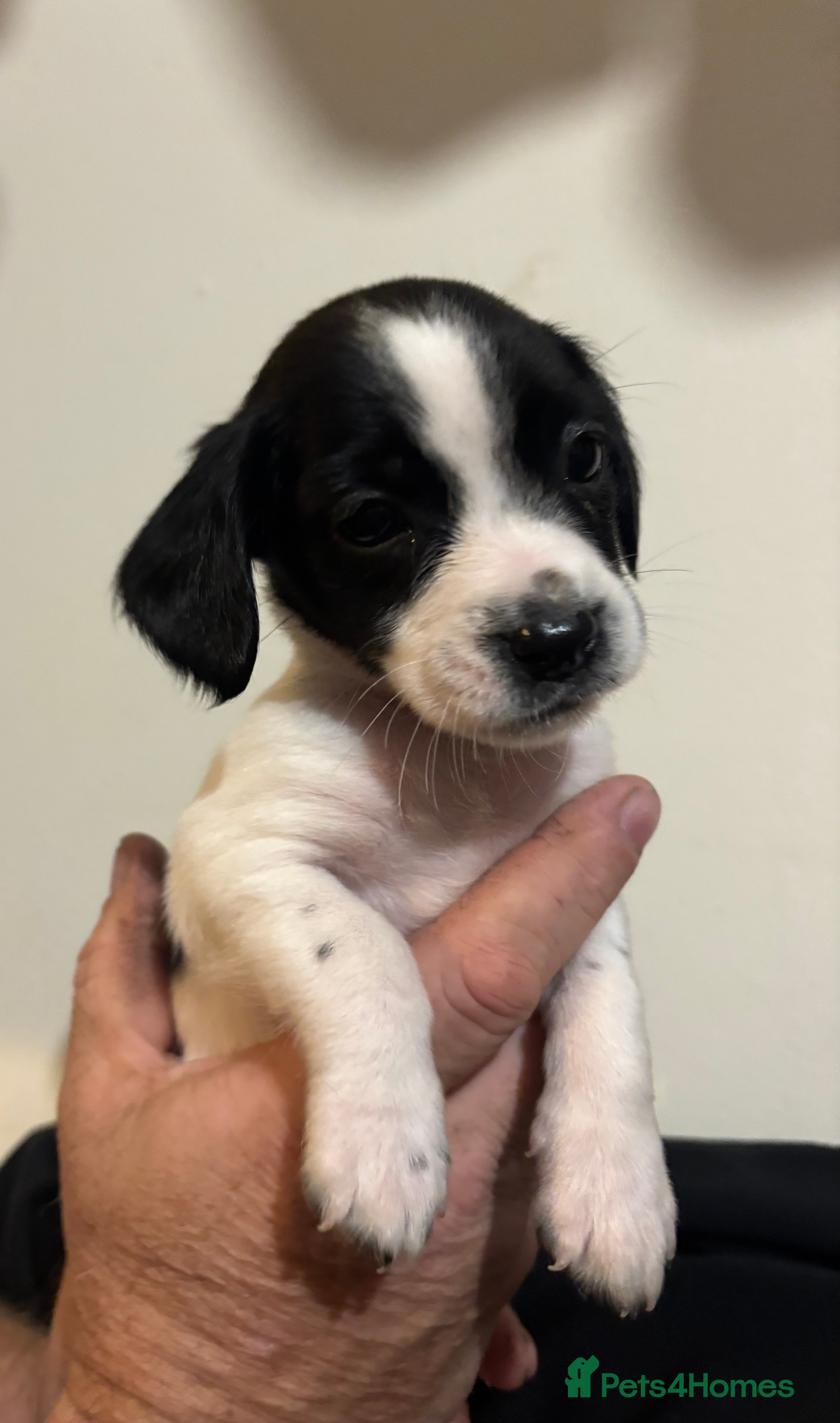 Sprocker dogs 7x Black and White Sprocker Spaniel pups - Advert 11