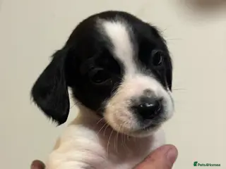 Sprocker dogs Black and White Sprocker Spaniel pups - Advert 4
