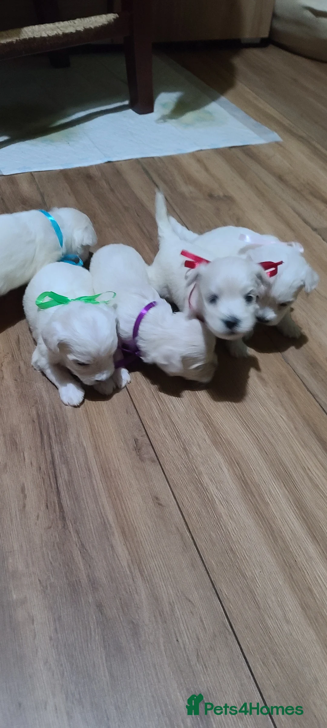 Bichon Frise dogs for sale: 3  puppy Bichon Maltese-2 girls and 1 boy - Advert 2