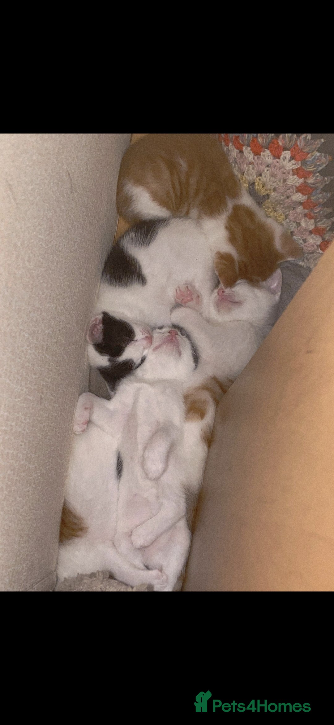 Mixed Breed cats for sale: kittens for sale  - Image 16