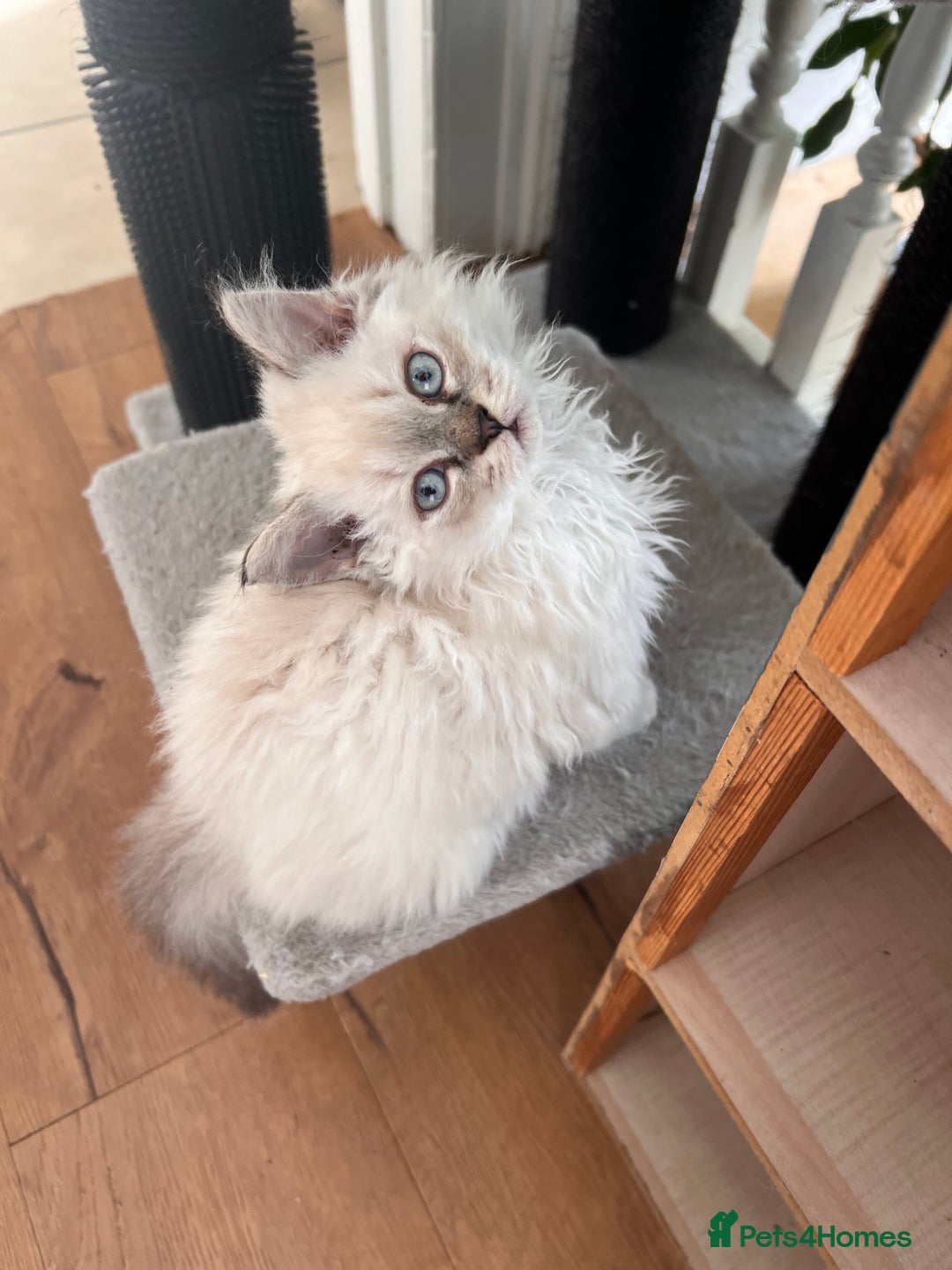 Selkirk Rex cats for sale: Gorgeous Selkirk Rex kittens - Image 16
