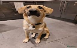 Mixed Breed dogs for adoption: Sallie – 10 months old, Female, Mixed Breed Pup - Advert 2