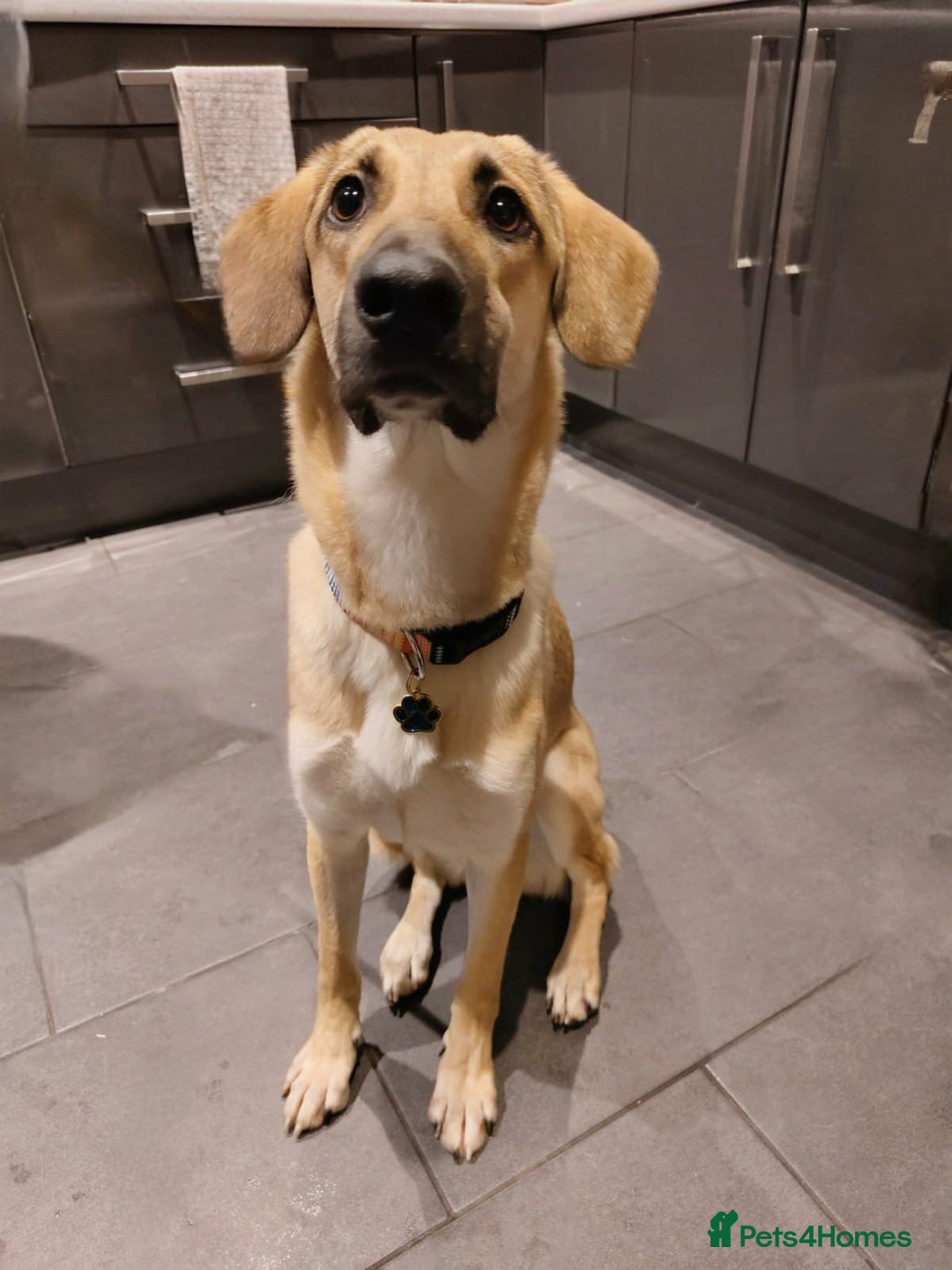 Mixed Breed dogs for adoption: Sallie – 10 months old, Female, Mixed Breed Pup - Advert 2
