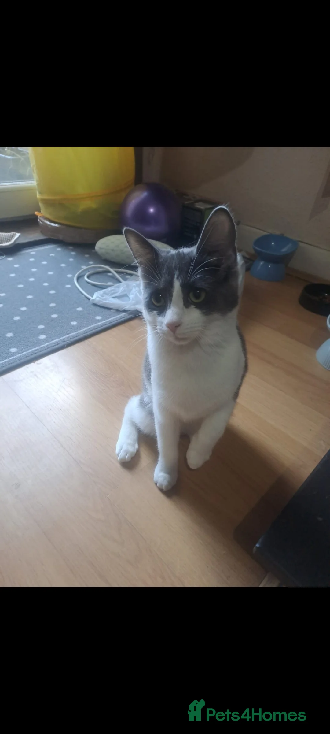 Ragdoll cats for sale: Beautiful Ragdoll mix breed - Advert 2