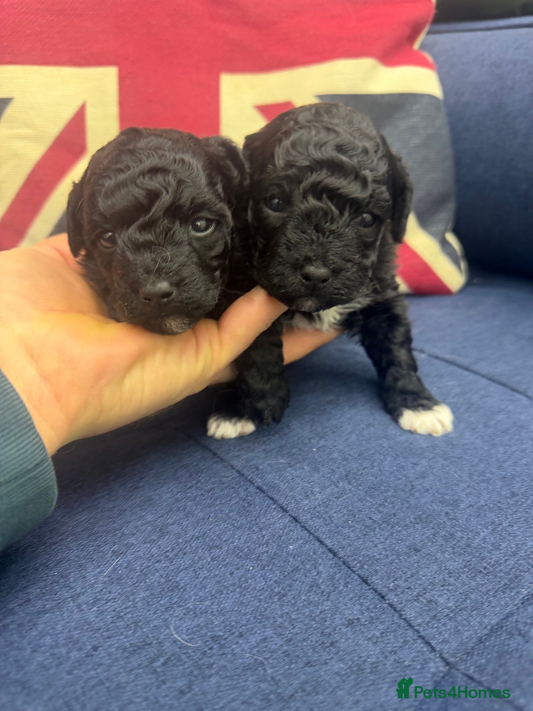 Maltipoo dogs for sale: Toy poodle cross maltipoo puppies little puppies  - Advert 4