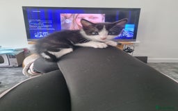 Domestic Shorthair cats for sale: Kittens for sale, READY TO GO NOW!  - Image 10