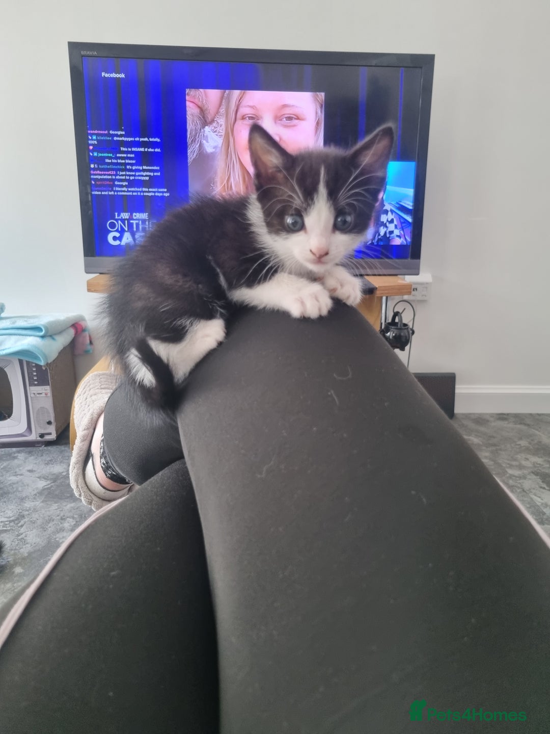Domestic Shorthair cats for sale: Kittens for sale, READY TO GO NOW!  - Image 10