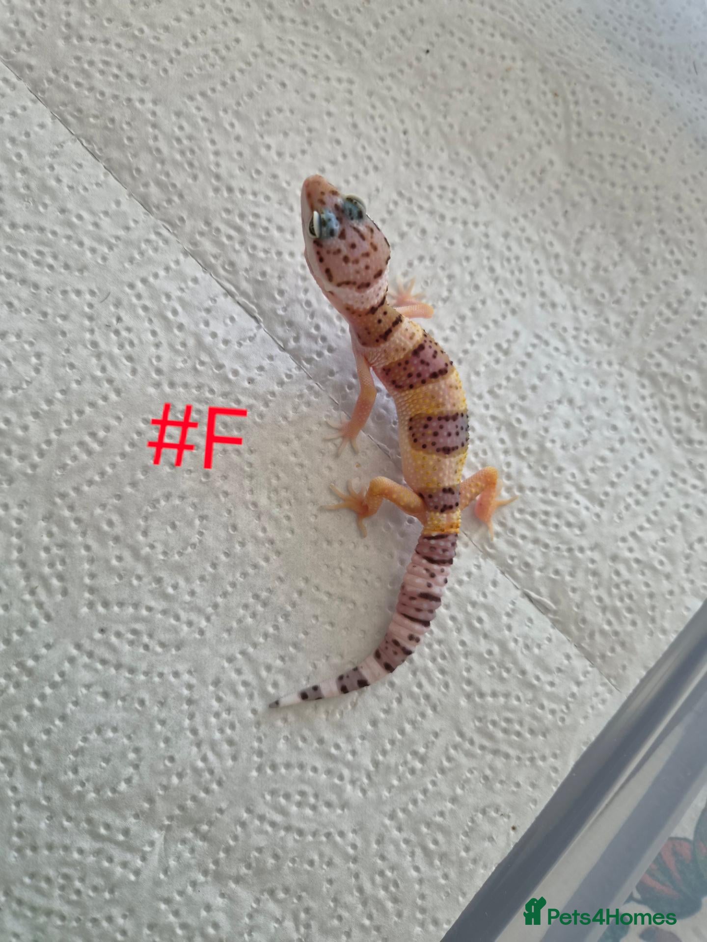 Leopard Gecko reptiles Leopard Geckos  - Advert 10
