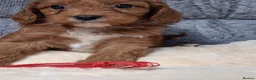 Cavapoo dogs for sale: Cavapoo puppy mix litte For Sale in Larbert - Advert 10