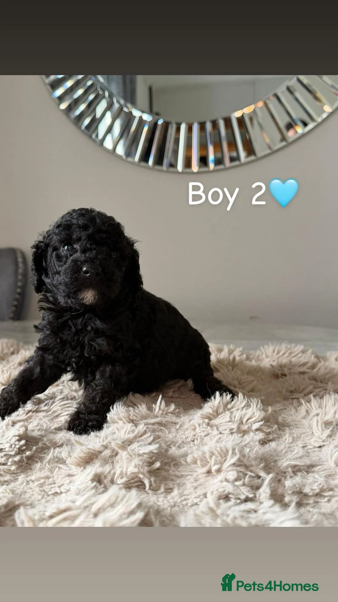 Cockapoo dogs for sale: ✨ Adorable F1B Cockapoo Puppies! ✨ in Swansea - Advert 3