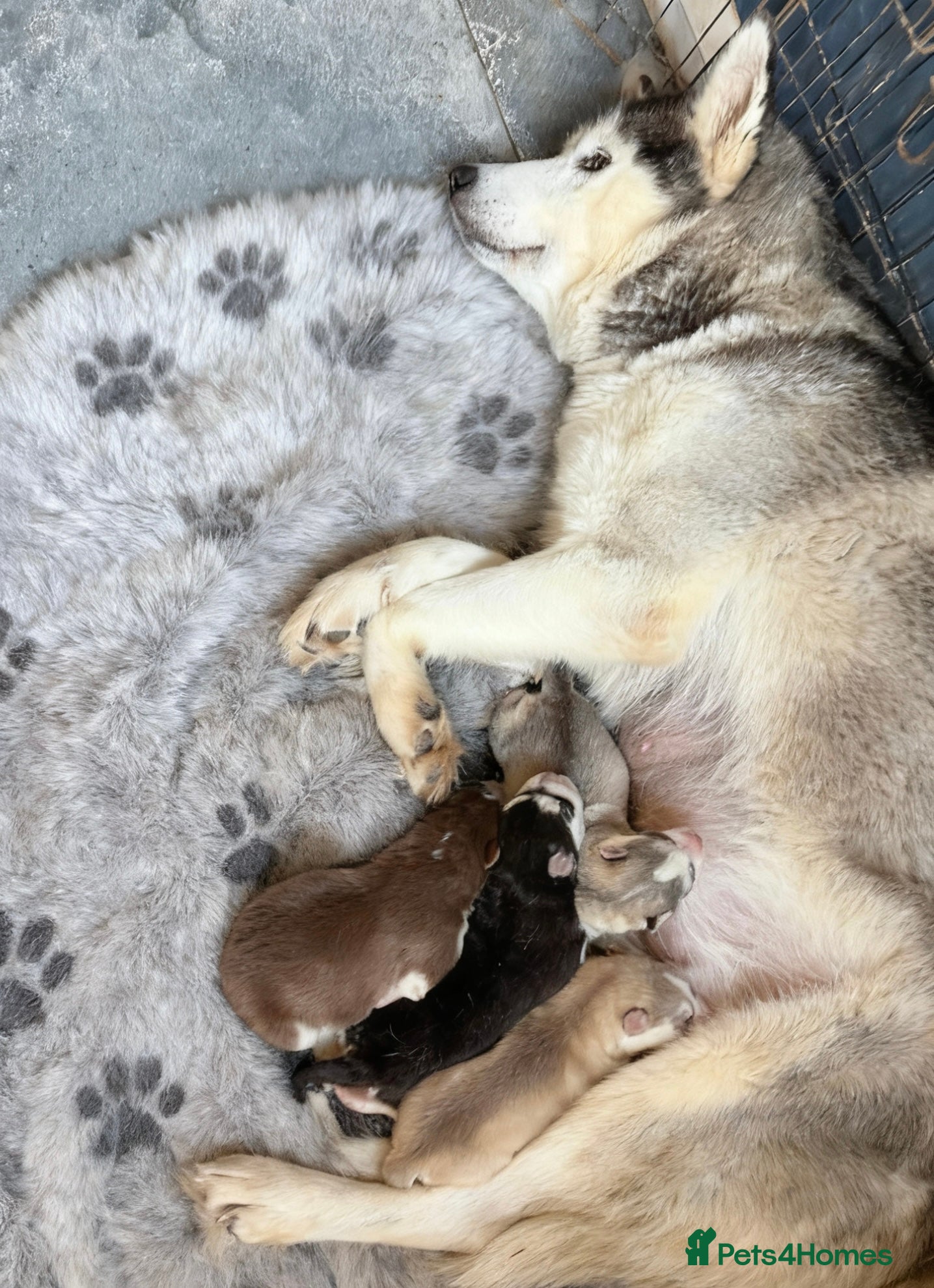 Siberian Husky dogs Siberian Huskies 1 girl available - Advert 8