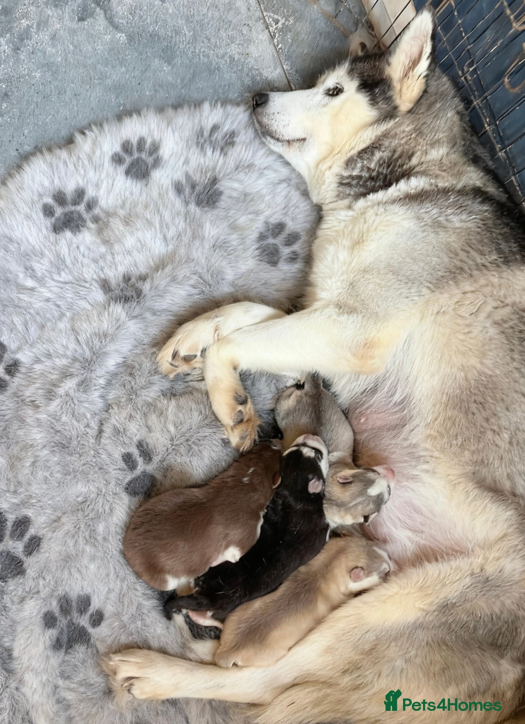 Siberian Husky dogs for sale: Husky  - Advert 2