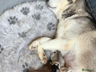 Siberian Husky dogs Siberian Huskies 1 girl available - Advert 8