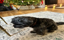 Yorkiepoo dogs for sale: Yorkiepoo dog needs loving new home  - Advert 2