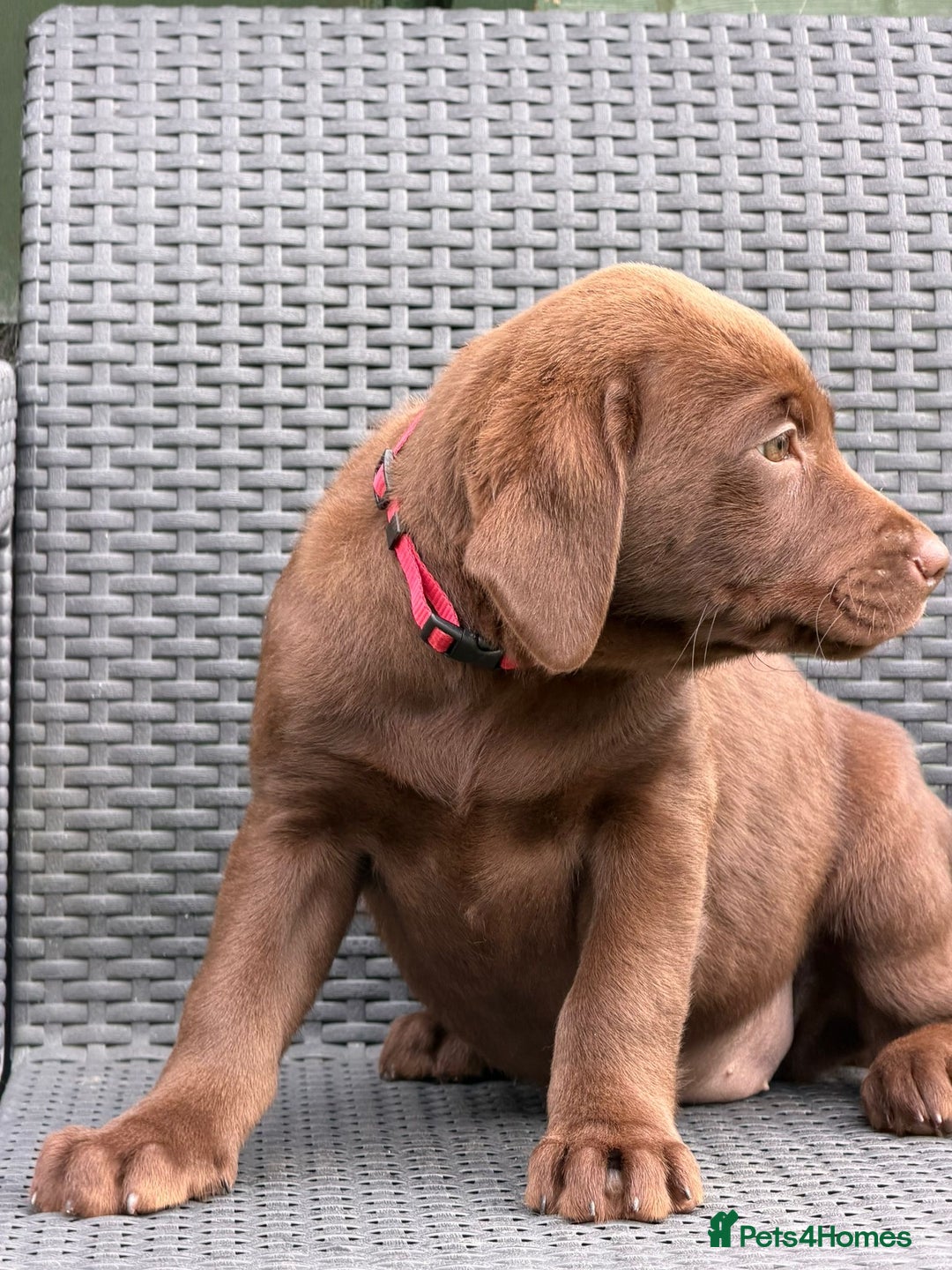 Labrador Retriever dogs for sale: KC CHOCOLATE PEDIGREE LABRADOR GIRL - Advert 17