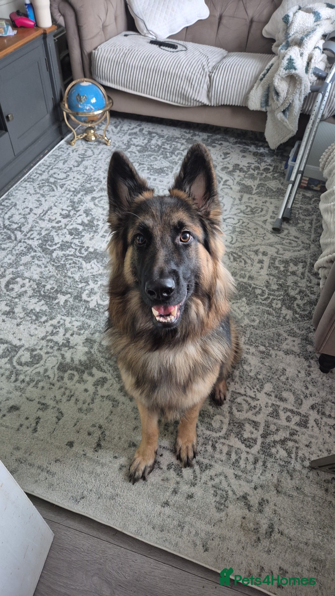 German Shepherd dogs for sale: Beautiful female German shepherd  - Advert 1