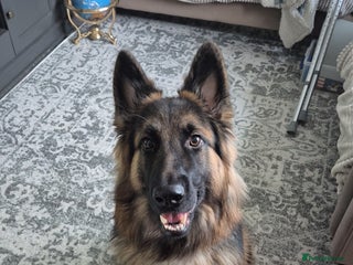 German Shepherd dogs Beautiful female German shepherd - Advert 1