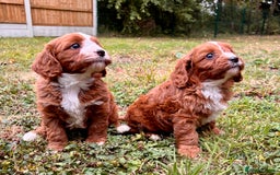 Cavapoo dogs for sale: Stunning cavapoo pups *ready to leave 29th august* - Image 19