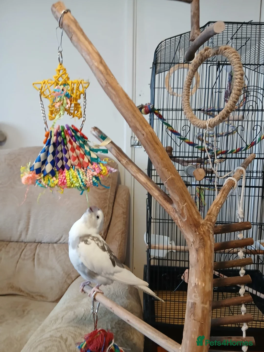 Cockatoo birds for sale: Male Cockatoo  in Rochester - Advert 9