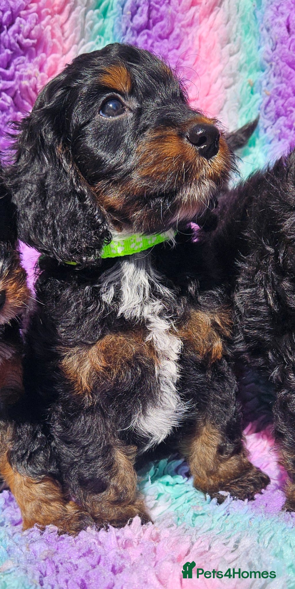 Cockapoo dogs licensed breeder, 1 BOY available for loving homes - Advert 2