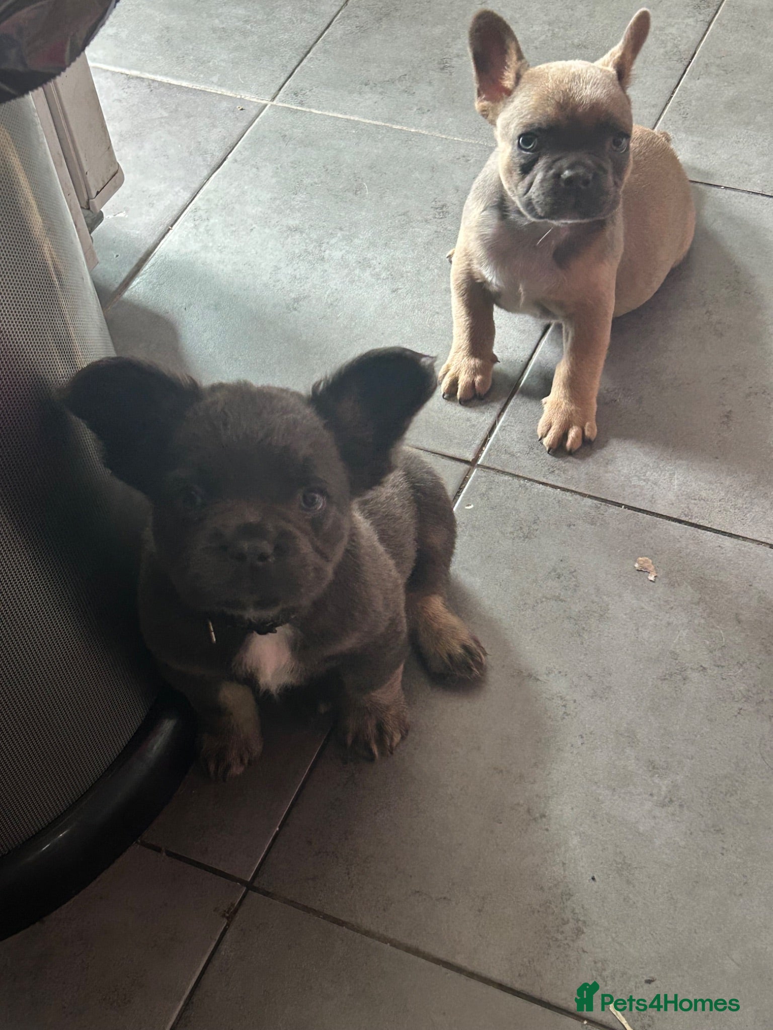 French Bulldog dogs Ready now 2 boys  - Advert 15
